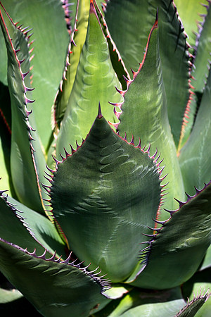 Pointed