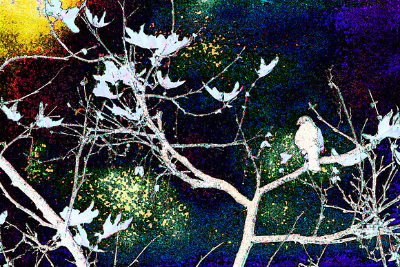 Hawk in Sycamore 2