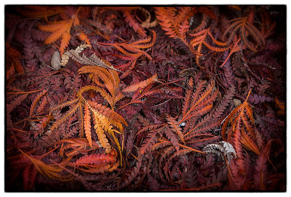 Leaf Litter