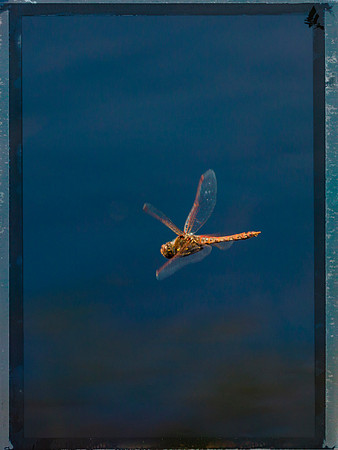 Dragonfly