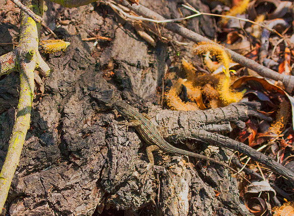 Camo-Lizard