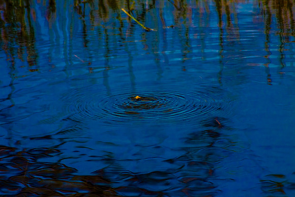 madrona marsh  ripples 041703