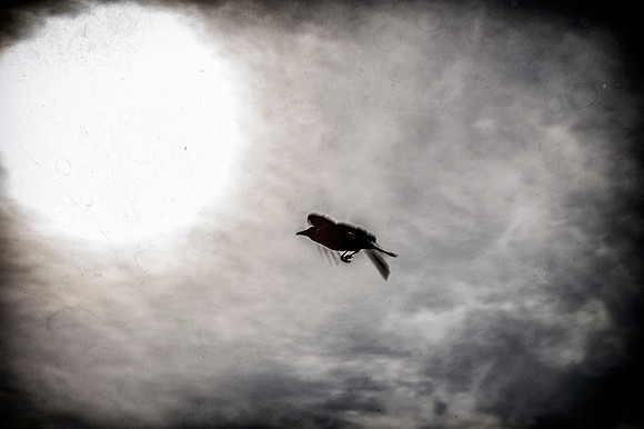 As the Crow Flies 3