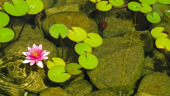 Waterlily and Shadows