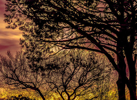Winter Silhouette, 182nd Street