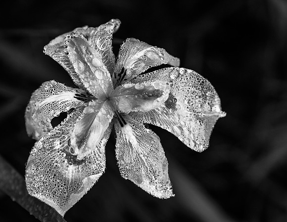 Frozen Iris