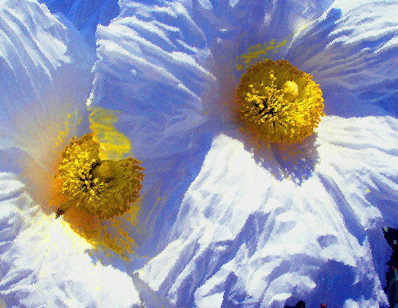 Buds