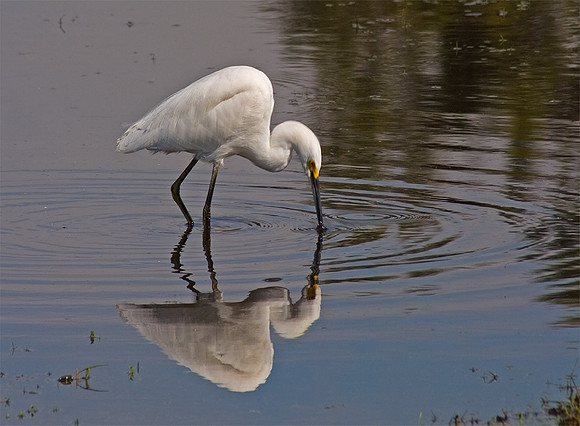 Egret-Egret