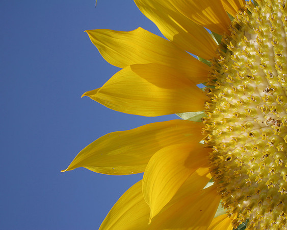 Sunny Side