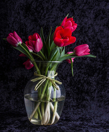 Red Tulips