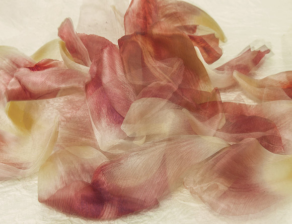 Petals Falling