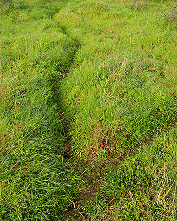 Diverging Paths